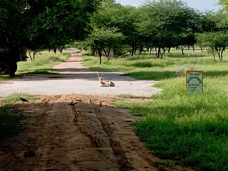 Bhadra Wildlife Sanctuary to Shimoga Cab